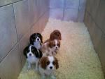 Chiots cavalier king charles lof - Miniature