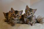 Chatons bengal a réserver  - Miniature