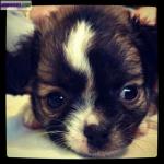 Chiot type chihuahua - Miniature