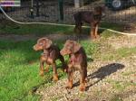 Cchiots dobermann exc.origines - Miniature