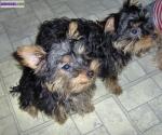 2 chiots type yorkshire - Miniature