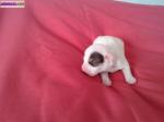 Vend chiots type jack russel - Miniature