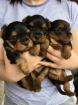 Très jolis bébés yorkshire terrier pure race - Miniature