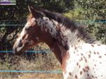 Pouliche appaloosa - Miniature
