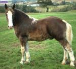 Poulain trait breton de 1 an - Miniature