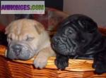 A réserver chiots sharpei shar pei lof - Miniature