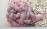 Lot 10 rats bébé , 10 ratons - Miniature