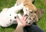 Chiots type shiba inu non lof - Miniature