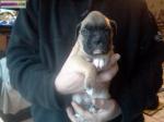 Bebe boxer non lof - Miniature