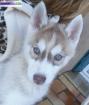 Husky siberiens inscrit au lof - Miniature