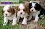 Adorables chiots cavalier à réserver - Miniature