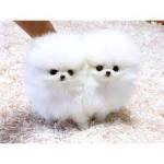 Chiots de type pomeranian miniature non l.o.f - Miniature