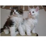 Nous donnons gratuitement deux adorables chatons maine coon... - Miniature