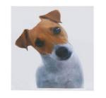 Garde chien - Miniature