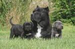 Chiots  de type cane corso de parents lof  - Miniature