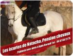 Pension paddock chevaux - Miniature