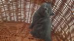 Chatons british shorthair - Miniature
