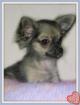 Chiot chihuahua femelle poils longs - Miniature