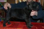 Chiots  cane corso lof a réserver - Miniature