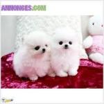Superbes spitz pom pure race lof - Miniature