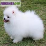 Chiots de type pomeranian spitz nain non l.o.f - Miniature