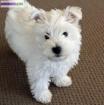 A reserver chiots westie - Miniature