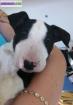 Chiot bull terrier - Miniature